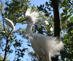 A self-guided tour along the boardwalks and nature trails allows a close look at resident hawks, ospreys, spoonbills, egrets, and herons, such as these.